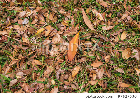 Dead leaves/winter image 97627536