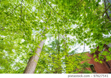 避暑勝地/高地樹木/綠葉 97627541