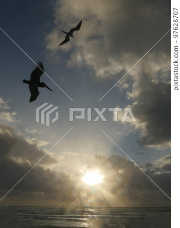 Seagulls over sea against cloudy sky Seagulls over sea against cloudy sky 97628707