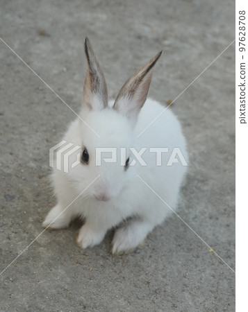 Lovely white rabbit with long ears 97628708
