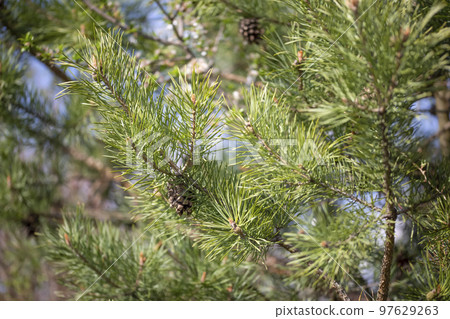 Pine tree branch closeup. Young pine branches with needles and cones. Spring natural background with coniferous tree. Pine tree branch closeup. Young pine branches with needles and cones. Spring natural background with coniferous tree. 97629263