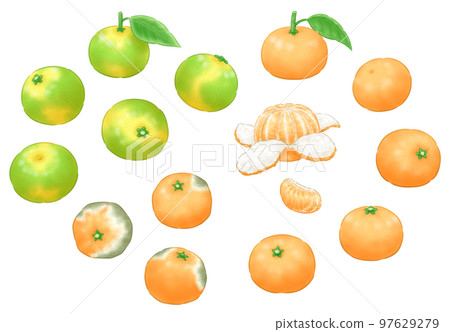 極早早熟柑、晚熟柑、爛柑 極早早熟柑、晚熟柑、爛柑 97629279