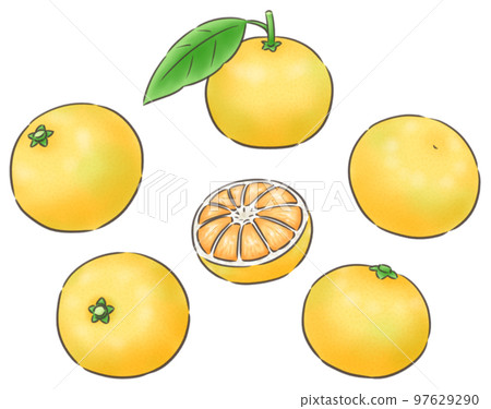 Early to mid-season mandarin oranges/line 1 color Early to mid-season mandarin oranges/line 1 color 97629290