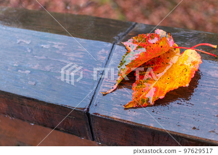 alishan national park maple leaf 97629517