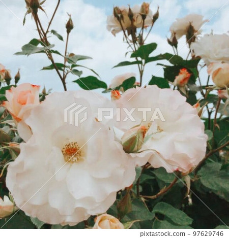 white roses blooming under the blue sky 97629746