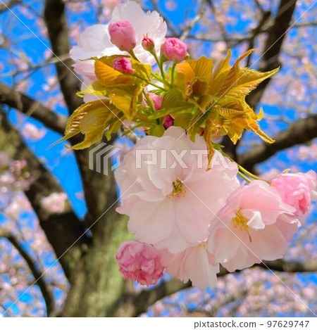 Beautiful flowers blooming in the spring park Beautiful flowers blooming in the spring park 97629747