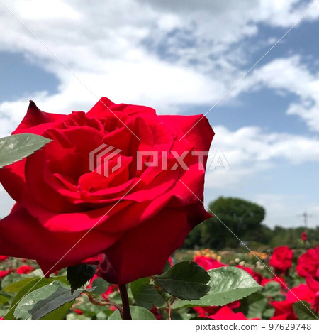 開花在玫瑰園裡的一朵紅色玫瑰 開花在玫瑰園裡的一朵紅色玫瑰 97629748