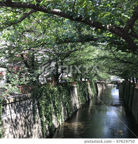 Meguro River in summer where greenery shines 97629750