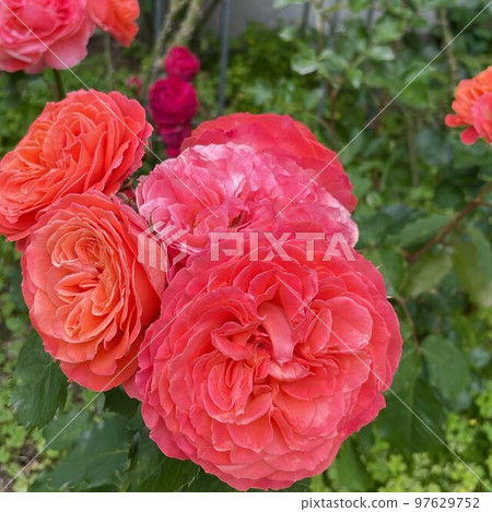 beautiful flowers on the road 97629752