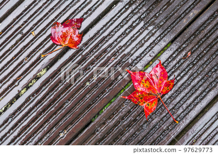 阿里山國家公園 楓葉 97629773