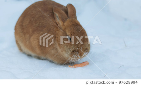 Cute rabbit sitting in the snow and eating carrots. Pets concept 97629994