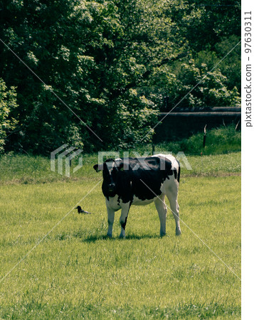 A black and white heifer stands on a green meadow on a sunny spring day. Black and white cow on green grass field A black and white heifer stands on a green meadow on a sunny spring day. Black and white cow on green grass field 97630311