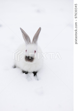 Portrait of white rabbit sitting on the snow. Wild animals in wintertime. Portrait of white rabbit sitting on the snow. Wild animals in wintertime. 97630345