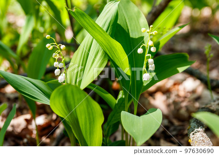 Lily of the valley (Convallaria majalis) white flowers in forest at spring Lily of the valley (Convallaria majalis) white flowers in forest at spring 97630690