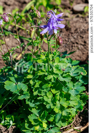 Delicate columbine flower (Aquilegia vulgaris) in garden Delicate columbine flower (Aquilegia vulgaris) in garden 97630704