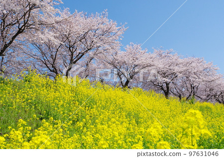Rape flowers and cherry blossoms in full bloom Rape flowers and cherry blossoms in full bloom 97631046