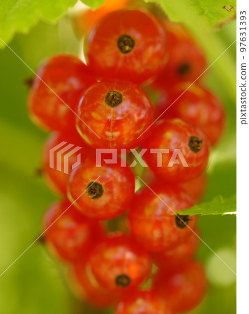 redcurrant red currants 97631393