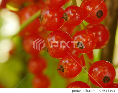 redcurrant red currants 97631394