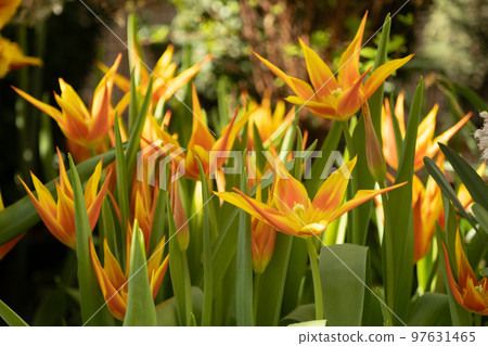 Yellow-orange tulips, in sharp petals on a blurred green background. Warm spring or summer picture. A rare variety of tulips. Sharp narrow flower petals 97631465