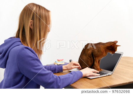 Young adult woman in violet hoodie with abyssinian cat using laptop. Work from home concept 97632098