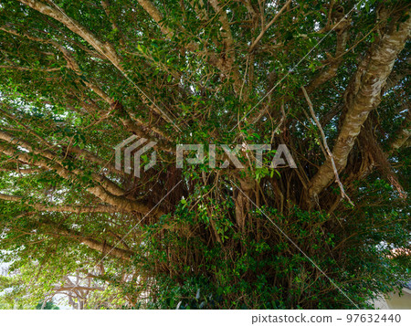 Banyan tree on Iriomote Island 97632440