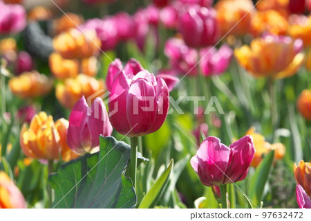 Ice tulip pink flower [green background] 97632472