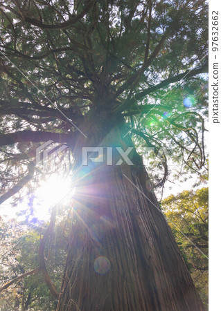 Cedar tree at Kiyomizu Kannon Treasure Temple "Ogi City, Saga Prefecture" Cedar tree at Kiyomizu Kannon Treasure Temple "Ogi City, Saga Prefecture" 97632662