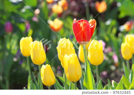Ice tulip orange flower [green background] 97632885
