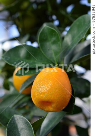 金桔果實 金桔果實 97632945