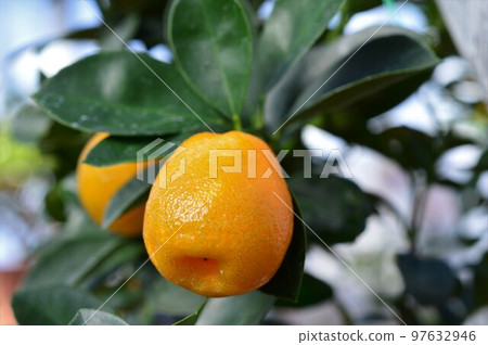 Kumquat fruit 97632946