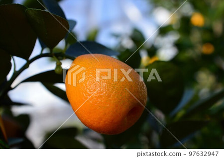 Kumquat fruit 97632947