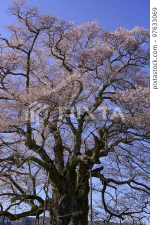 1000年樹齡的岱吾櫻的生命力 97633069