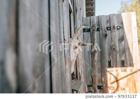 A curious goat poked its head out of the wooden pen A curious goat poked its head out of the wooden pen 97633137