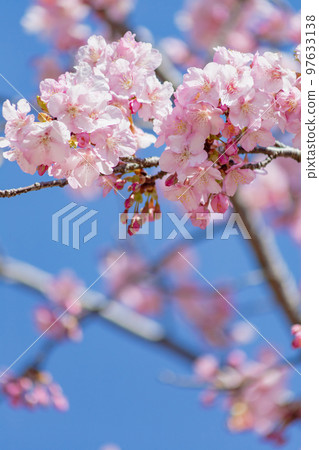 河津櫻:早開的櫻花 河津櫻:早開的櫻花 97633138