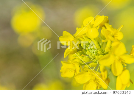 路邊的油菜花 97633143