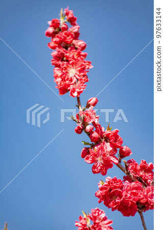 紅桃花 紅桃花 97633144