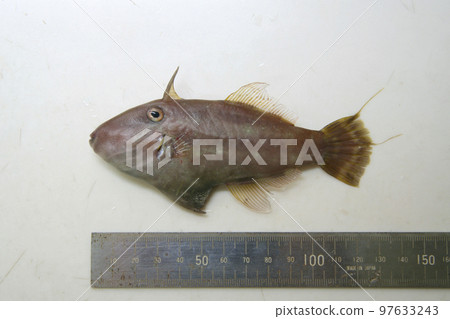 拍攝罕見的鮎魚朋友“Yosogi”的體型（帶不銹鋼直尺） 97633243