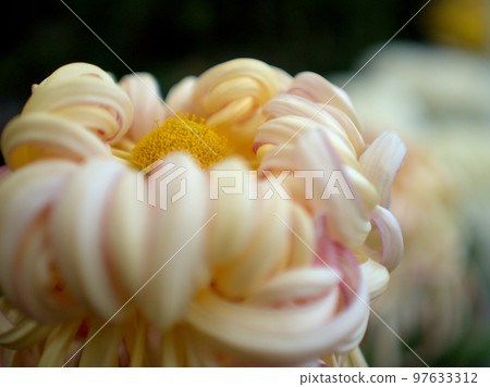Chrysanthemum flower "Midaregumo" blooming in November Chrysanthemum flower "Midaregumo" blooming in November 97633312