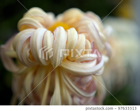 Chrysanthemum flower "Midaregumo" blooming in November Chrysanthemum flower "Midaregumo" blooming in November 97633313
