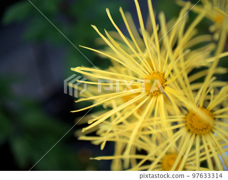 The chrysanthemum flower "Haginoou" blooming in November 97633314