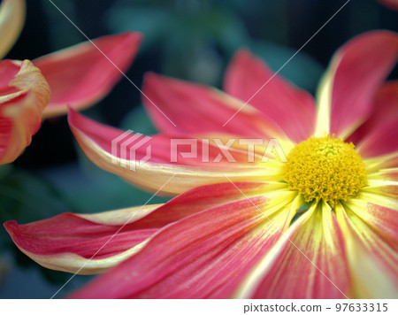 Houmeiden, a chrysanthemum flower blooming in November Houmeiden, a chrysanthemum flower blooming in November 97633315