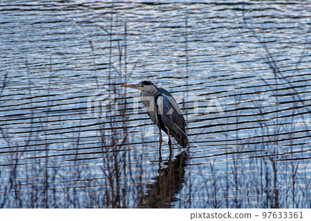 蒼鷺 97633361