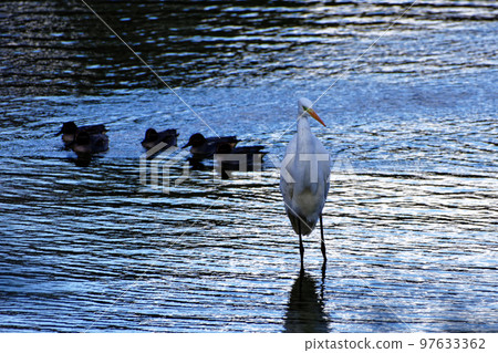 great egret 97633362