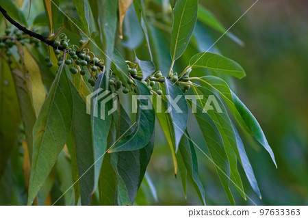 flower buds 97633363