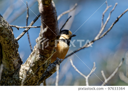 Wild Bird Watching Varied Tit Wild Bird Watching Varied Tit 97633364