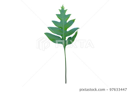 Monarch fern leaf 97633447