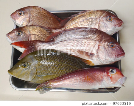 盛滿真鯛、方頭魚、真鯛等鮮魚的不銹鋼大桶。 盛滿真鯛、方頭魚、真鯛等鮮魚的不銹鋼大桶。 97633519