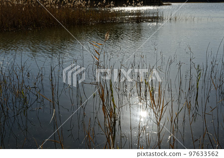 Water surface and reed field in winter Water surface and reed field in winter 97633562