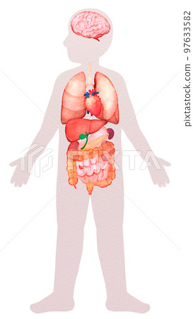 Watercolor illustration of human internal organs 97633582