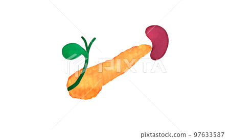 Watercolor illustration of human gallbladder, pancreas and spleen 97633587
